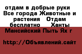 отдам в добрые руки - Все города Животные и растения » Отдам бесплатно   . Ханты-Мансийский,Пыть-Ях г.